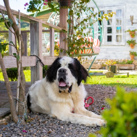 Cachorro mascote da Pousada Alto da Boa Vista