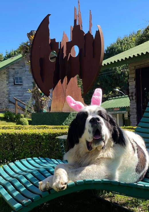 Aconchego com nosso mascote
