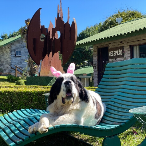 Cachorro com arco de orelha de coelho na Pousada Alto da Boa Vista